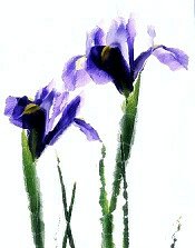 two irises