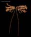 Gloriosa Lily