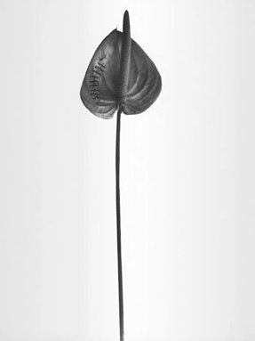 A photo by Cirenaica Moreira