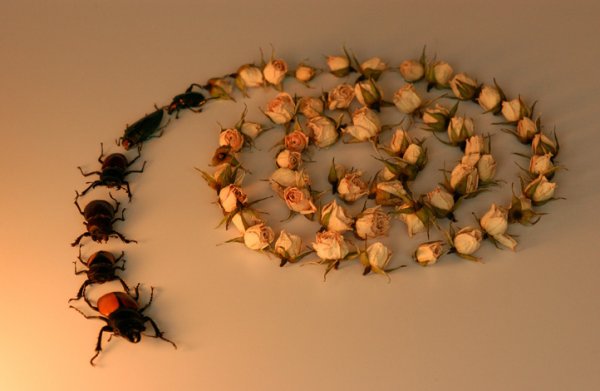 Mapa Facial by Elsa Mora