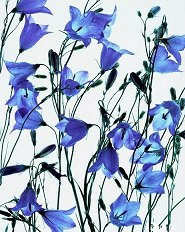 Pluta flower Folio Photo