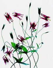 Pluta flower Folio Photo