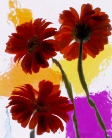 Pluta flower Folio Photo