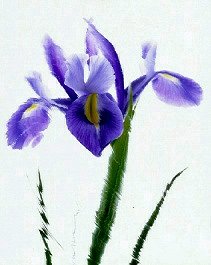 Pluta flower Folio Photo