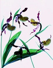 Pluta flower Folio Photo