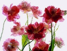 Pluta Moulin Rouge Photo