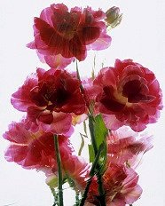 Pluta Moulin Rouge Folio Photo