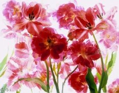 Pluta Moulin Rouge Folio Photo