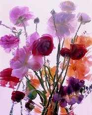 Pluta Moulin Rouge Folio Photo