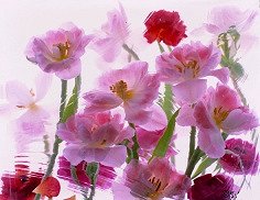 Pluta Moulin Rouge Folio Photo