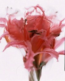 Pluta flower Folio Photo