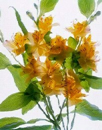 Pluta Flower Folio Photo