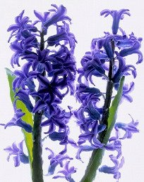 Pluta Flower Folio Photo