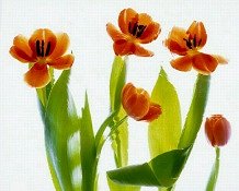 Pluta flower Folio Photo