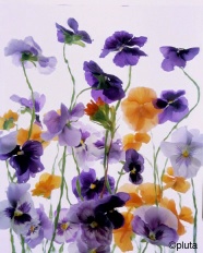 Pluta Flower Folio Photo