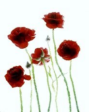 Pluta Flower Folio Photo