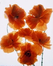 Pluta Flower Folio Photo