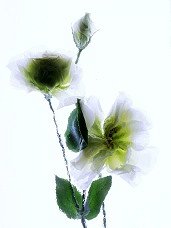 Pluta flower Folio Photo