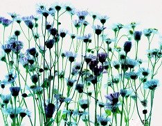 Pluta Wildflower Folio Photo