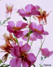 Pluta Wildflower Folio Photo