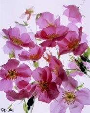 Pluta Wildflower Folio Photo