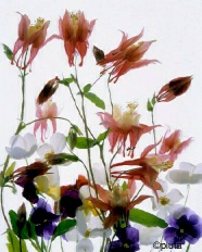 Pluta Wildflower Folio Photo