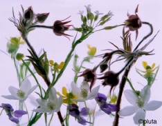 Pluta Wildflower Folio Photo