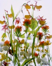 Pluta Wildflower Folio Photo