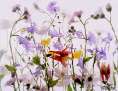 Pluta Wildflower Folio Photo