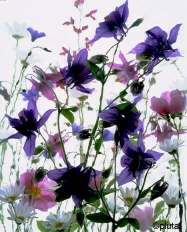 Pluta Wildflower Folio Photo