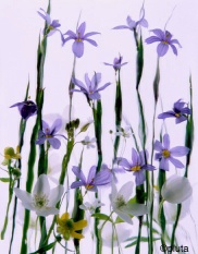 Pluta Wildflower Folio Photo