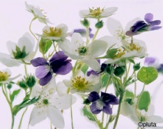 Pluta Wildflower Folio Photo