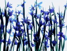 Pluta Wildflower Folio Photo