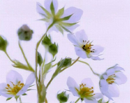 Pluta Wildflower Folio Photo