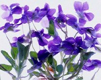 Pluta Wildflower Folio Photo