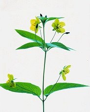 Pluta Wildflower Folio Photo