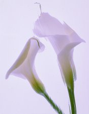 Pluta flower Folio Photo