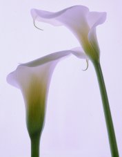 Pluta flower Folio Photo