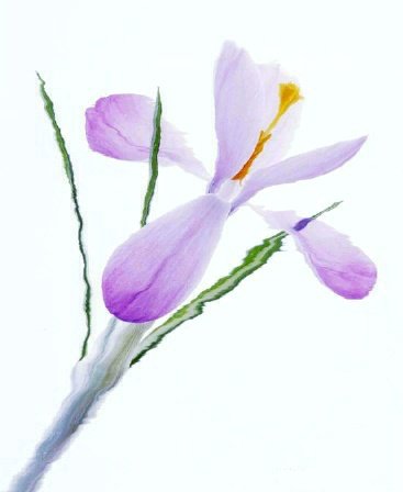 Pluta flower Folio Photo