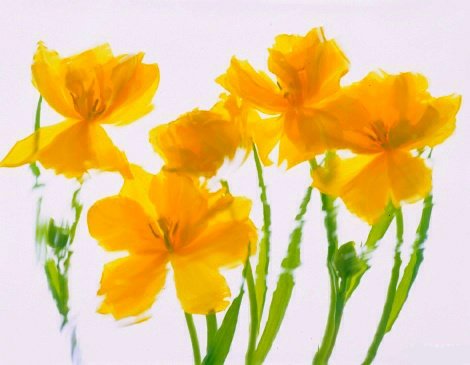 Pluta Flower Folio Photo