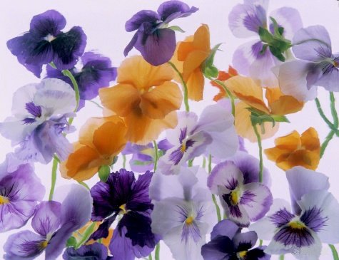 Pluta flower Folio Photo