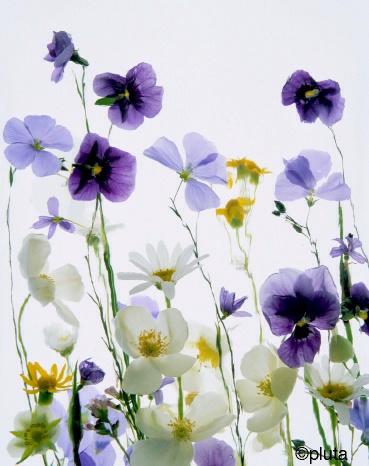 Pluta Wildflower Folio Photo