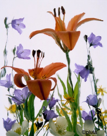 Pluta Wildflower Folio Photo