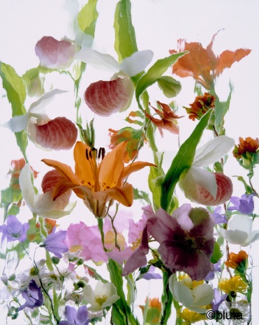 Pluta Wildflower Folio Photo