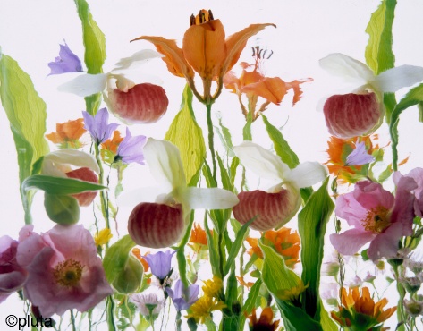 Pluta Wildflower Folio Photo