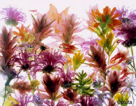 Pluta Wildflower Folio Photo