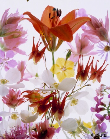 Pluta Wildflower Folio Photo