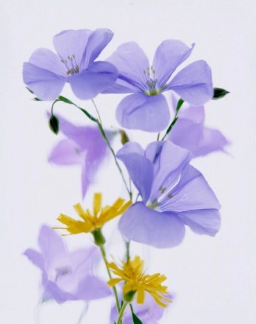 Pluta Wildflower Folio Photo