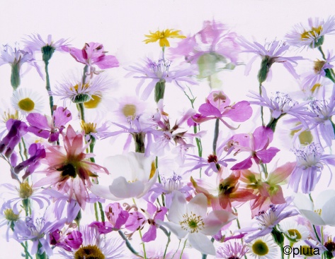 Pluta Wildflower Folio Photo