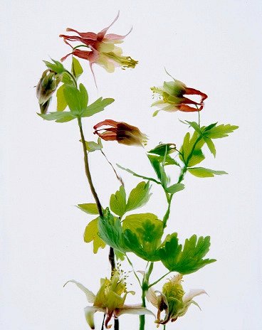 Pluta Wildflower Folio Photo